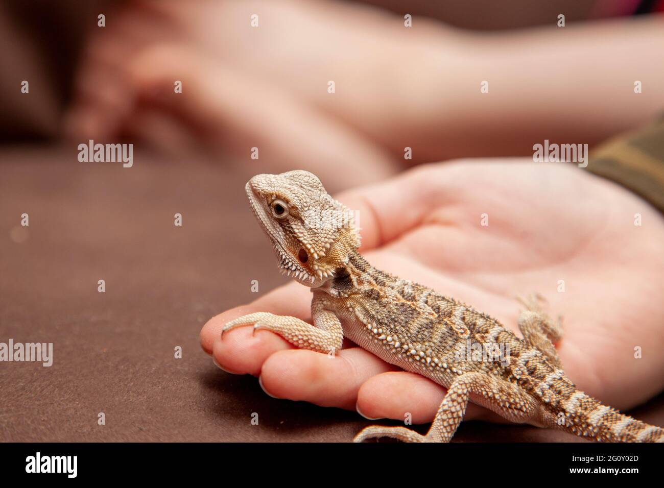 a domesticated bearded dragon who is still young poses on someone's hand as a pet Stock Photo
