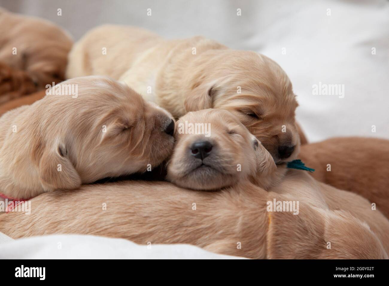 one new golden puppy gives a sleeping kiss to its sibling Stock Photo