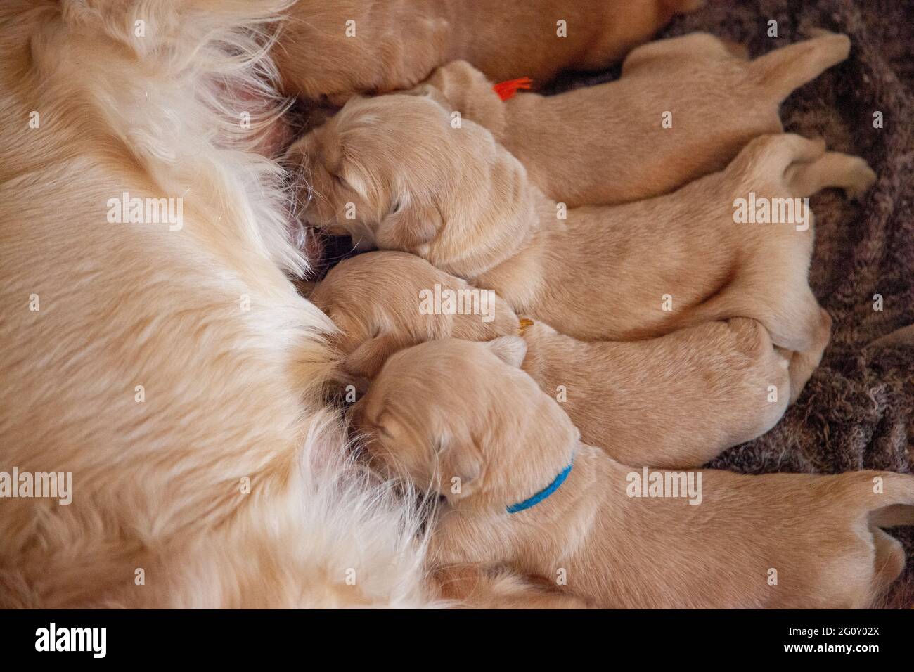 tiny week old golden retriever puppies nurse on their mom Stock Photo
