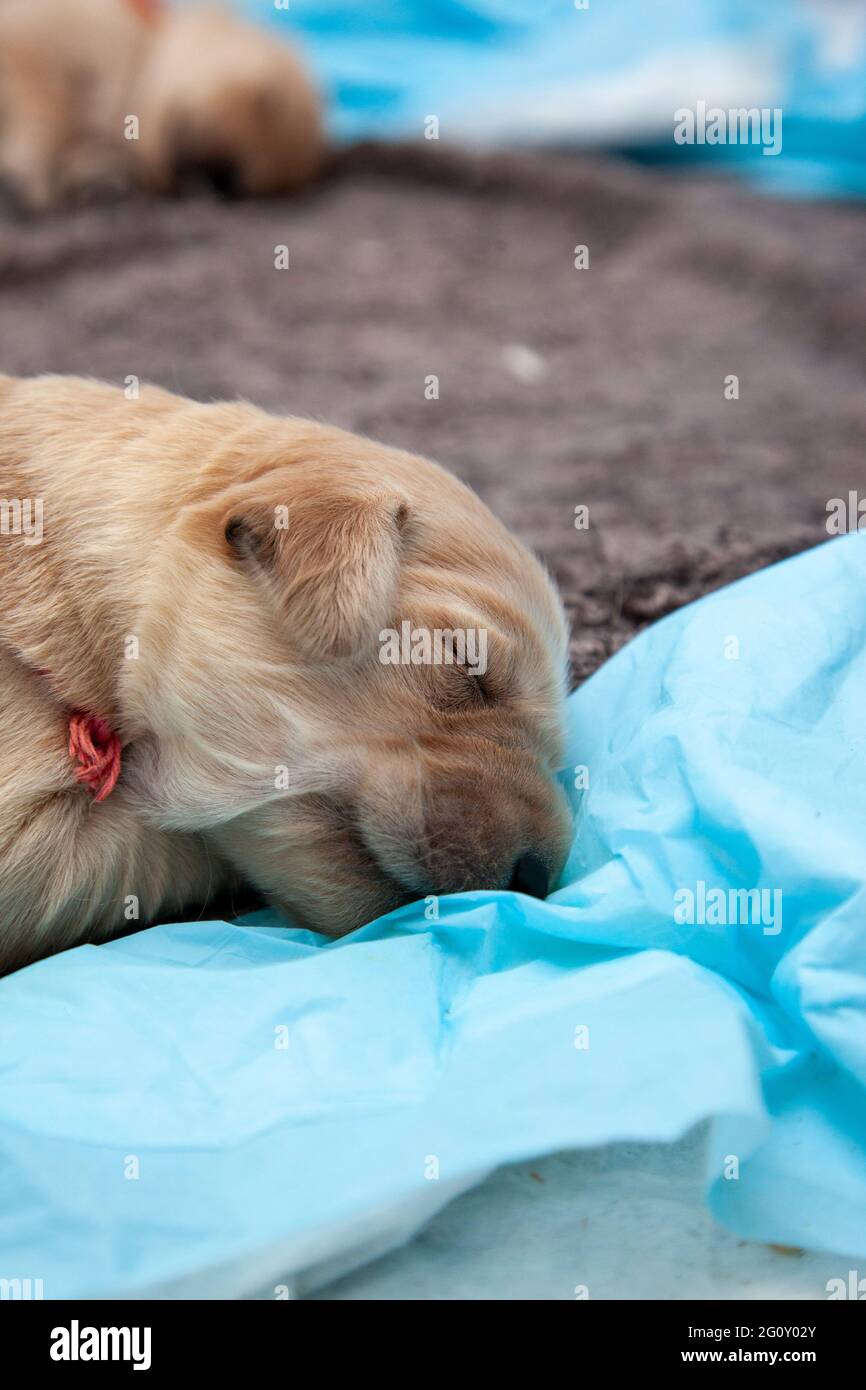 a brand new week old golden fur pup is snoozing in a vertical photo Stock Photo