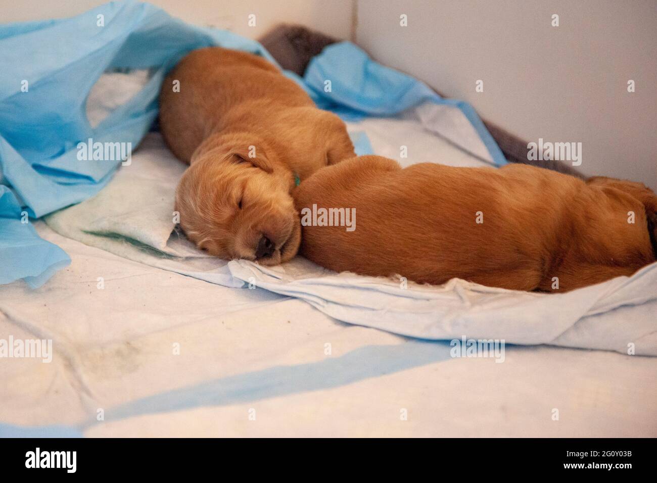 two small golden puppies sleep on their puppy training pads in the whelping box Stock Photo
