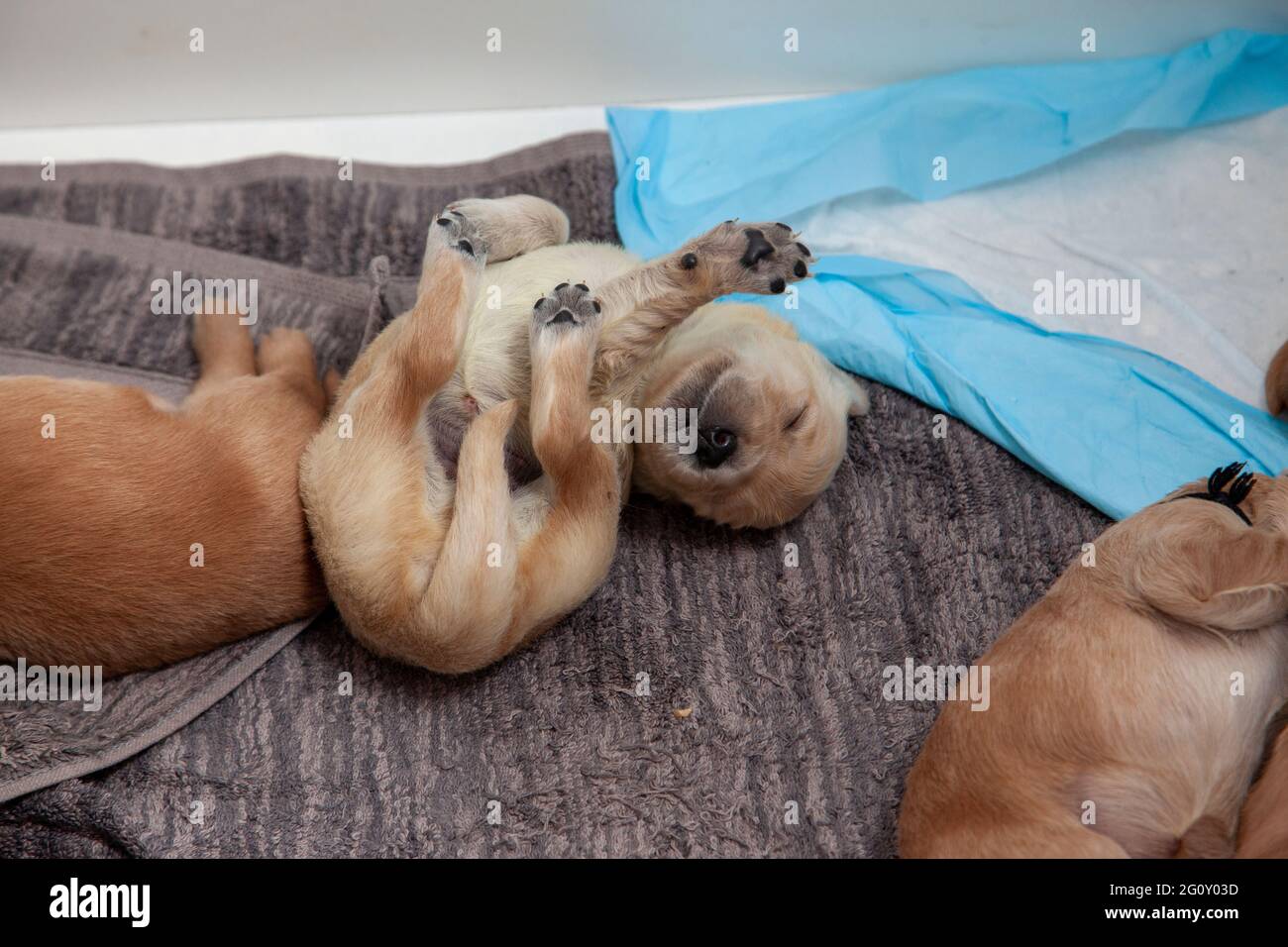 a new baby golden pup has rolled over on its back to sleep Stock Photo
