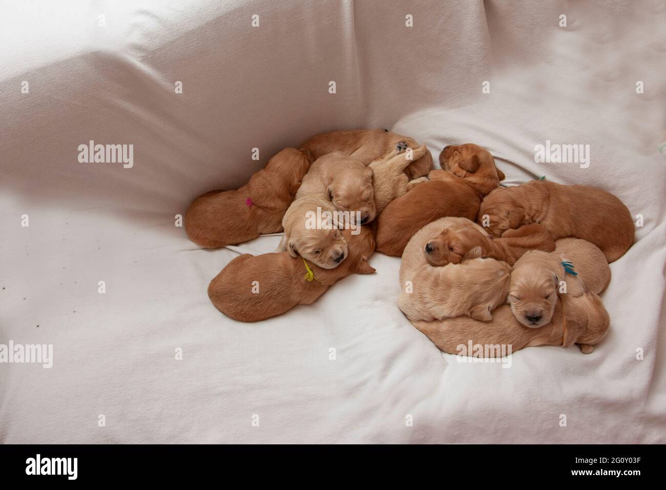 a litter of week old puppies snuggling together with copy space on a white blanket Stock Photo