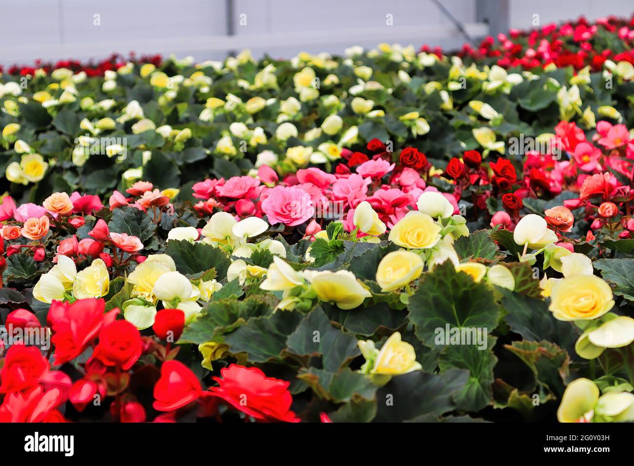 Tables of multicolored begonia flowers in bloom Stock Photo