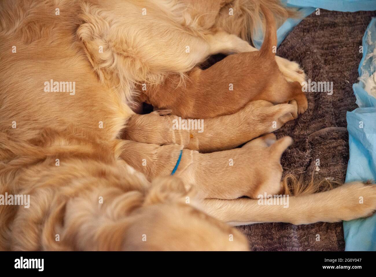 Three little golden puppies nurse on their mother, only a few days old Stock Photo