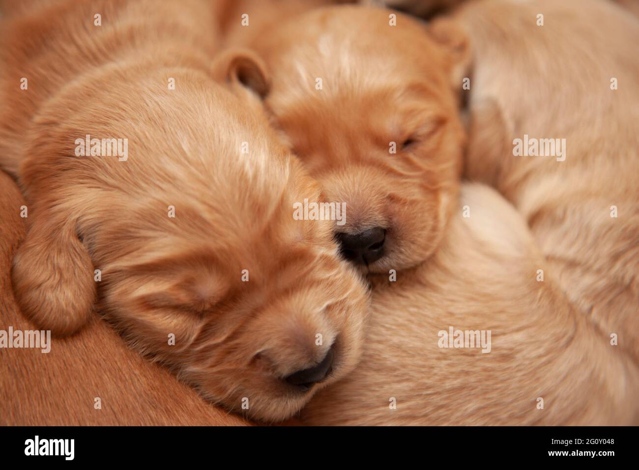 tiny week old sleeping puppies snooze and snuggle together with beautiful golden fur Stock Photo