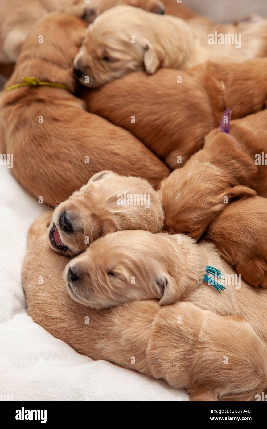 vertical photo of a pile of puppies with one sibling having a big yawn on a blanket Stock Photo