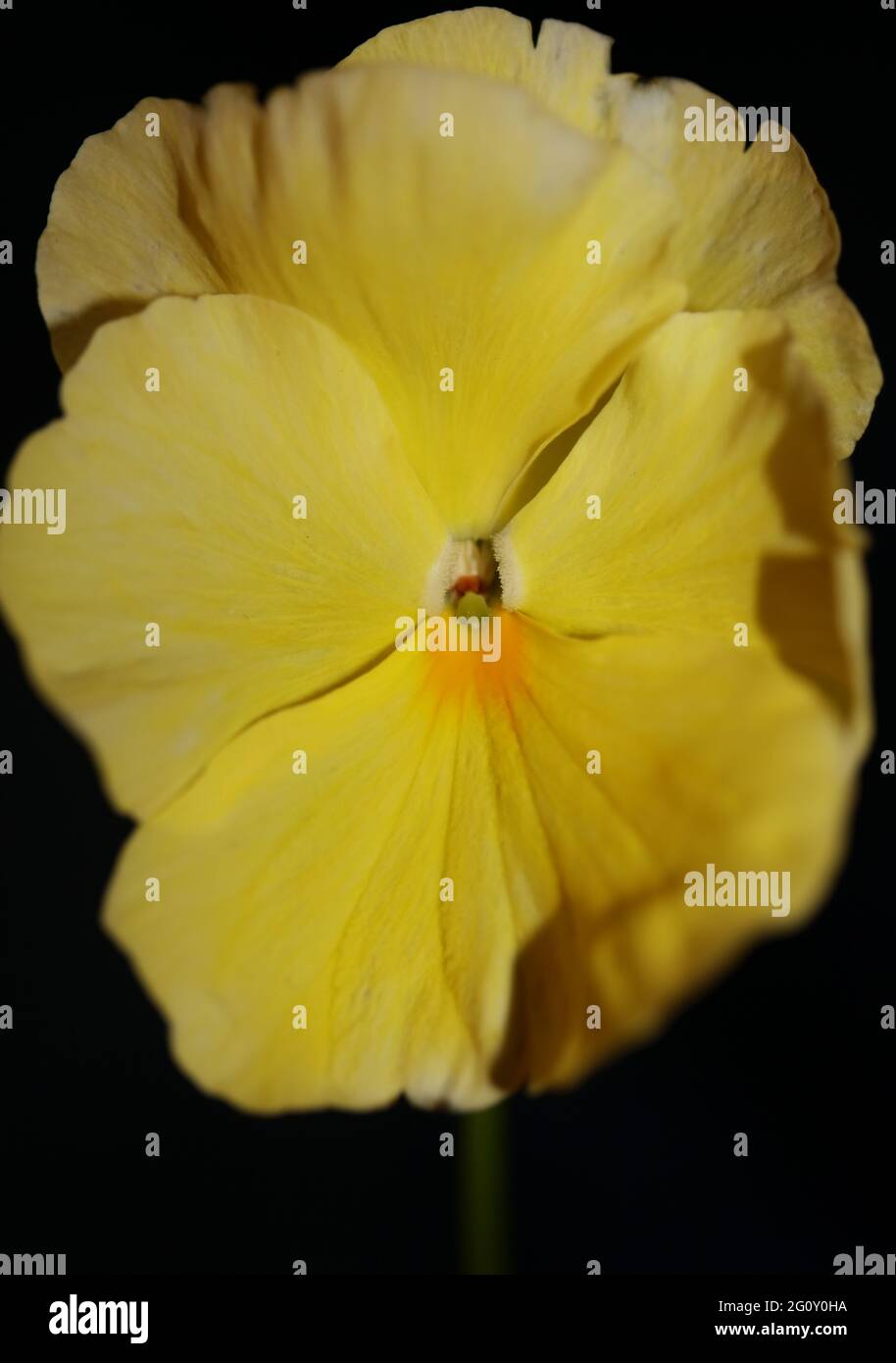 Yellow viola flower blossom family violaceae close up botanical background modern high quality