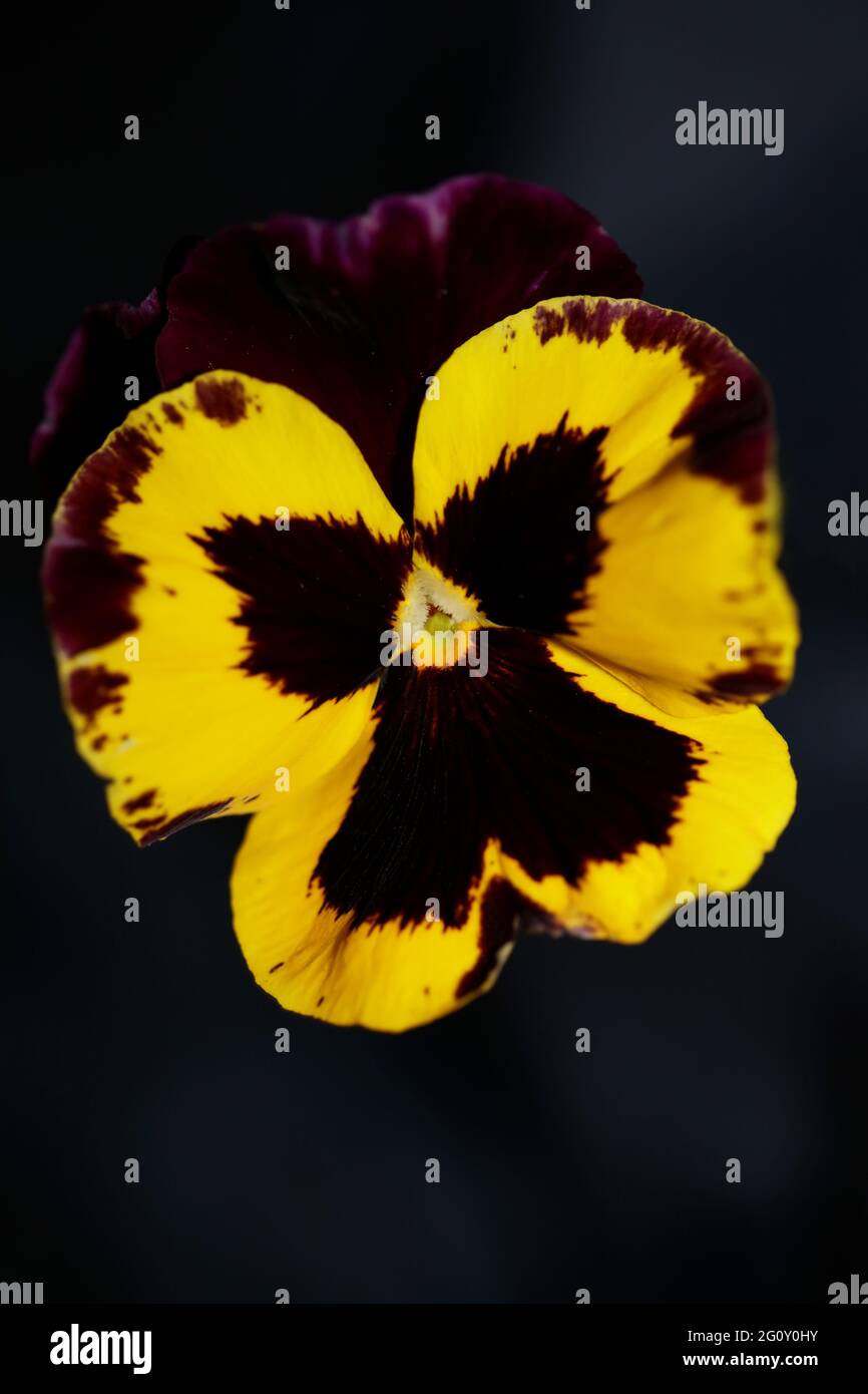 Colorful viola flower blossom family violaceae close up botanical background modern high quality