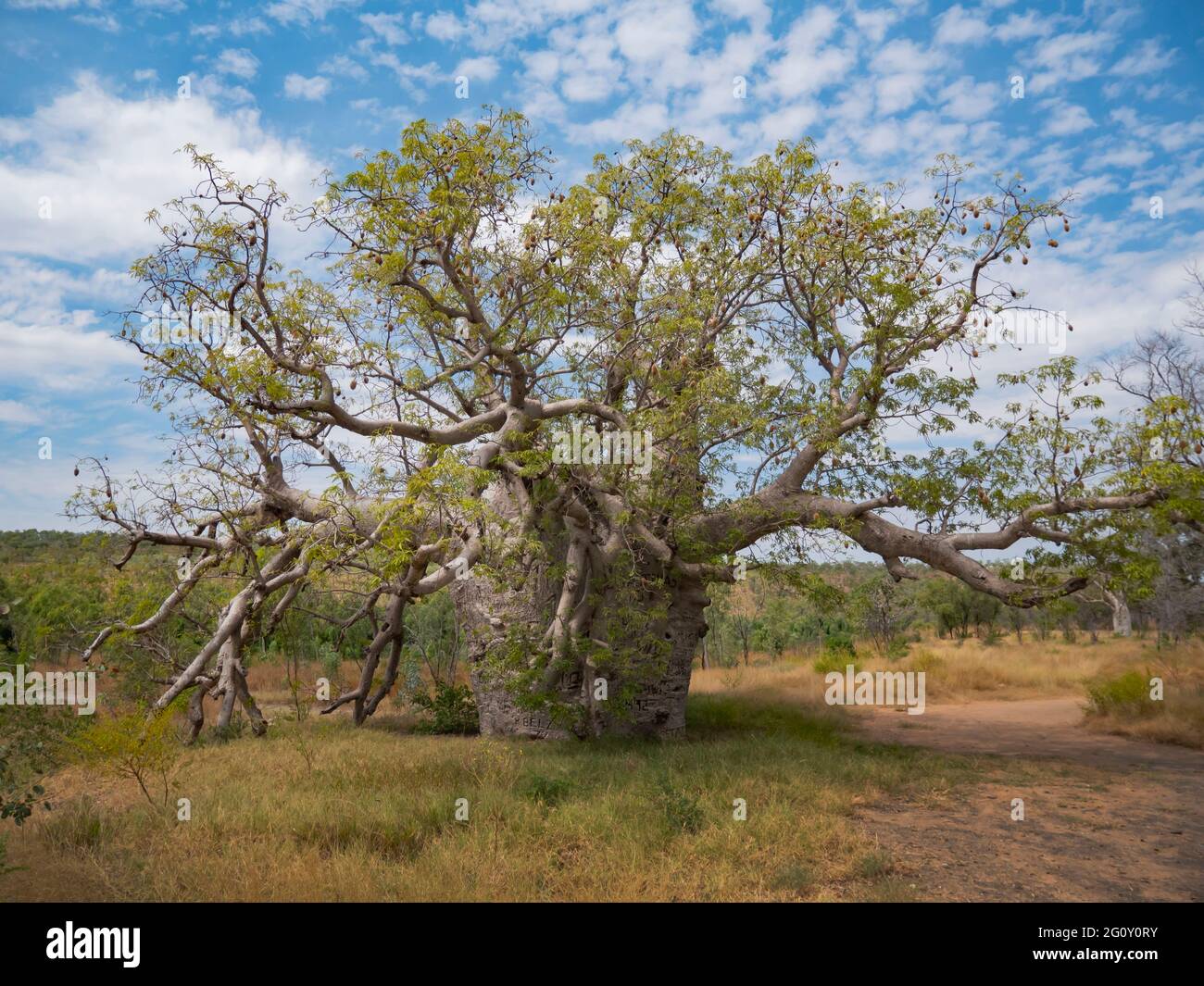 A boab tree near the King River outside Wyndham in the Kimberly region was used to house