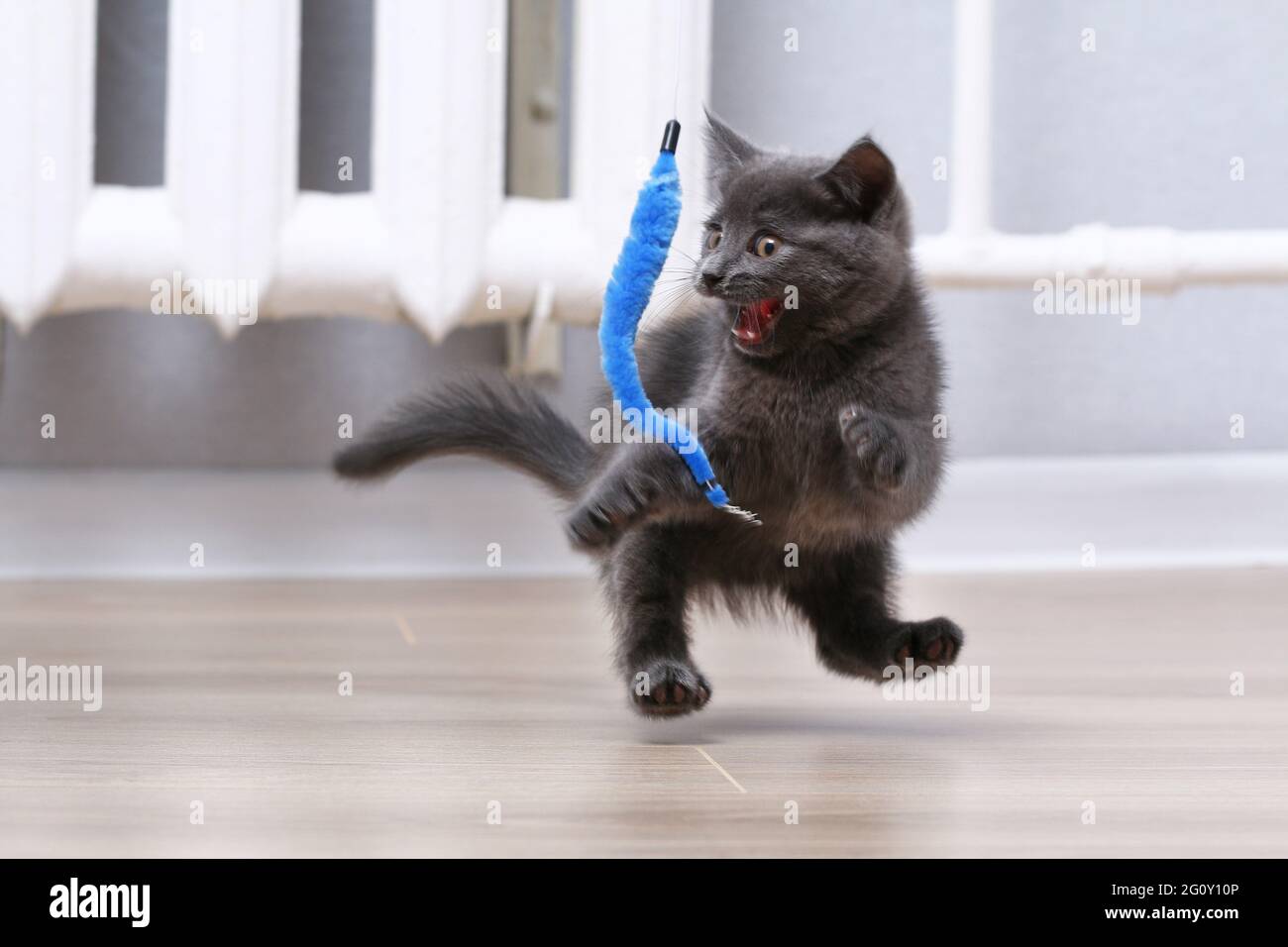 A small gray kitten plays with a toy on a fishing rod. Cat toys