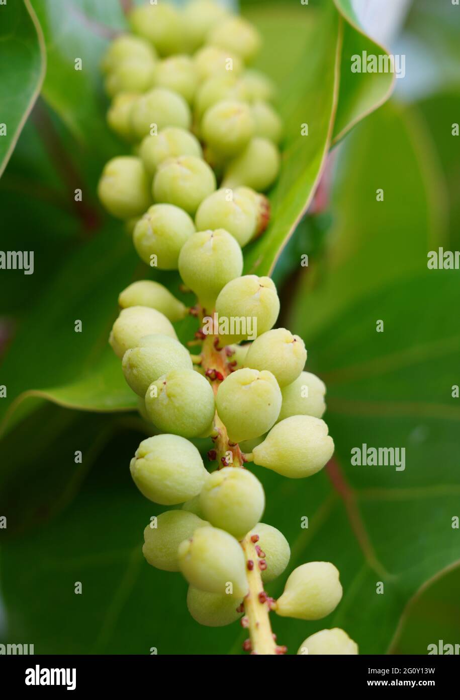 Tropical sea grape shrub with green, yellow, and red mottled leaves and grapelike fruit Stock
