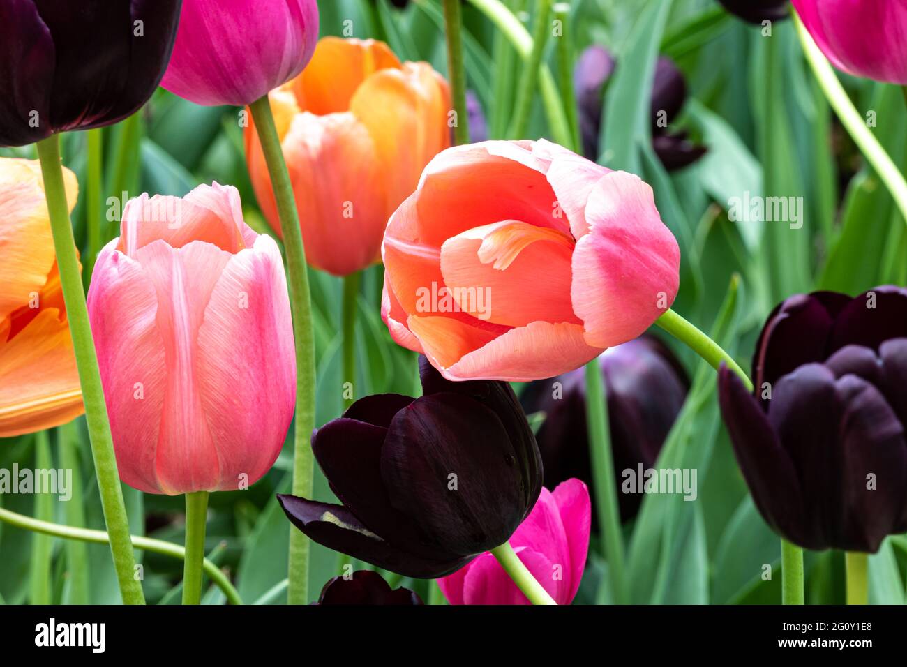 Closeup of tulips, various colors. Green plant background. Missouri