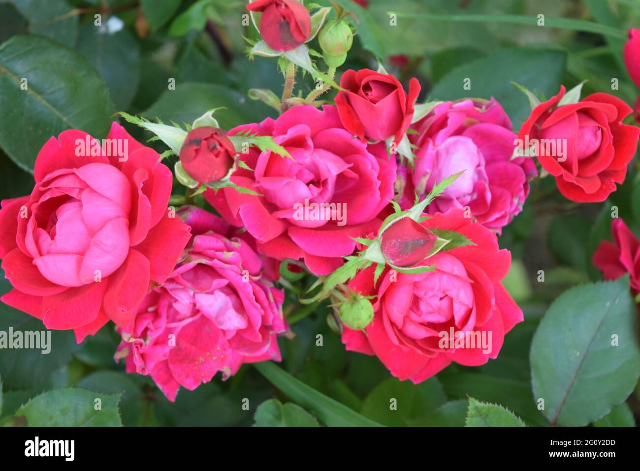 Knockout rose bush hires stock photography and images Alamy
