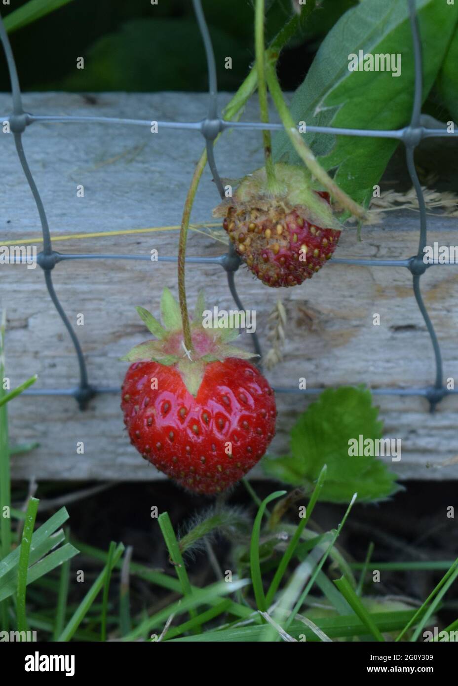 Mature strawberries hi-res stock photography and images - Alamy