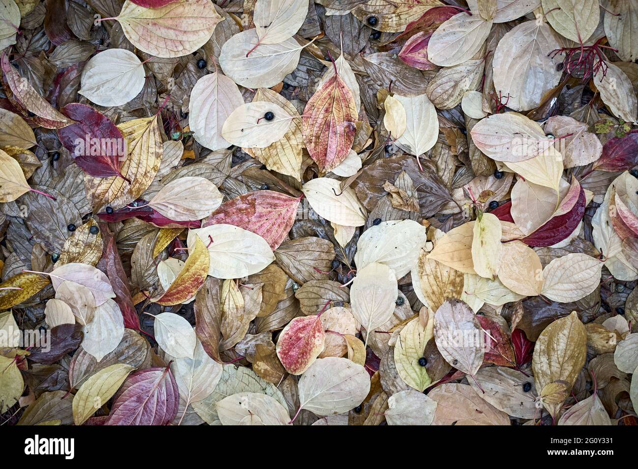 Top view of dry tree fallen fall cold dramatic moody leaves. Autumn ...
