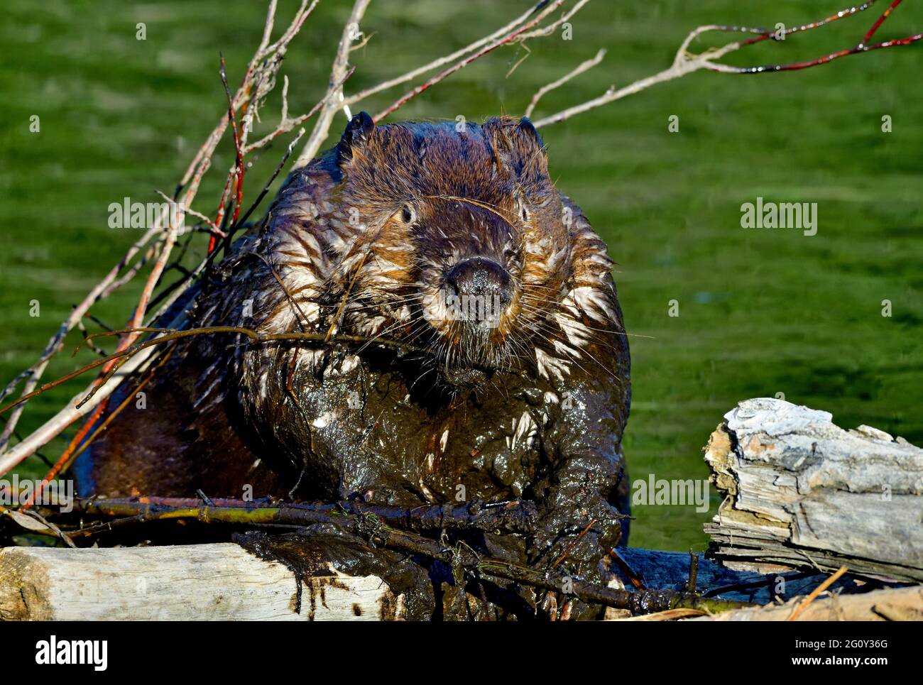 A wild beaver 'Castor canadensis', adding some wet mud to a leaking beaver pond in rural Alberta Canada. Stock Photo