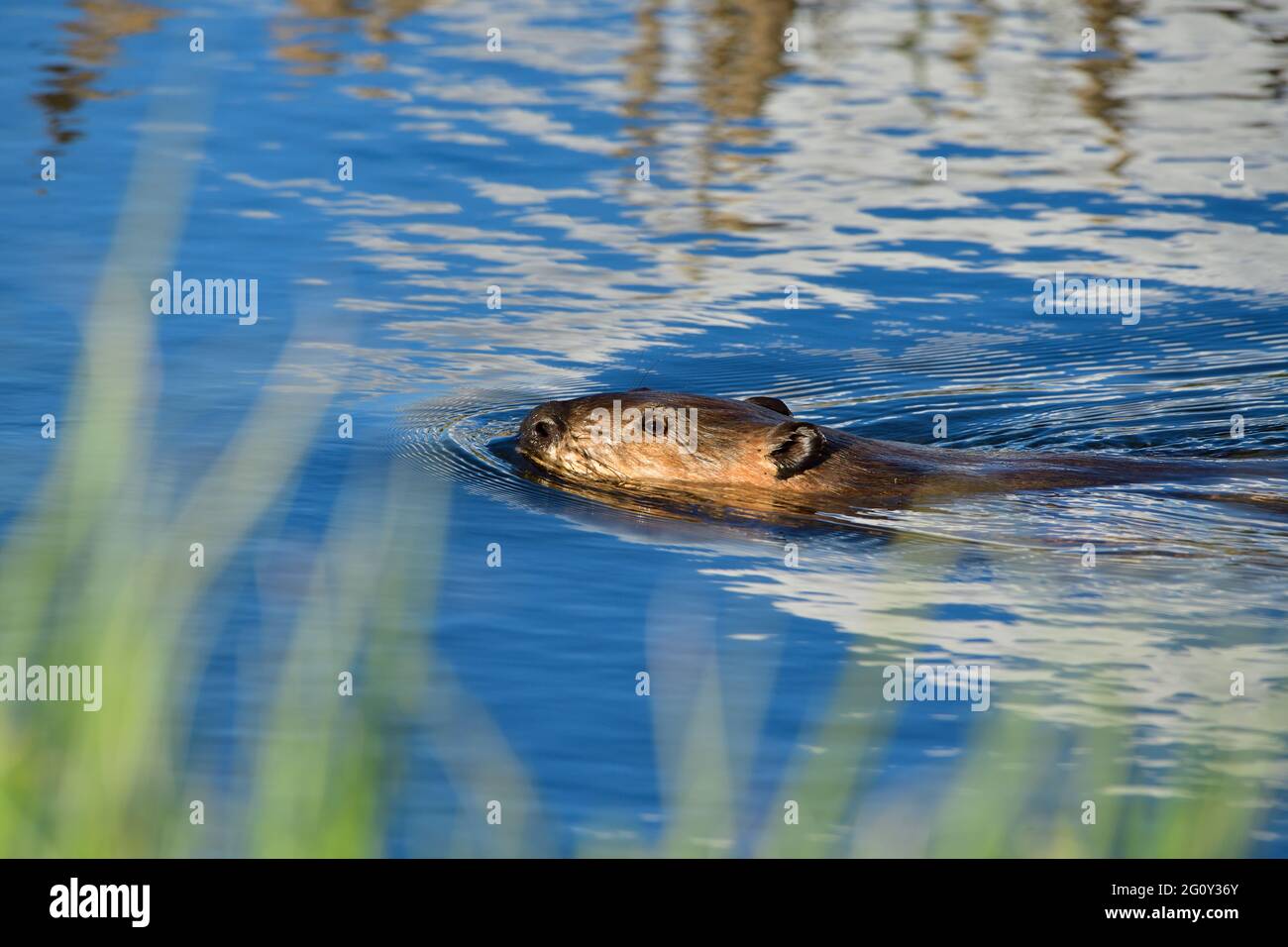 A wild Canadian Beaver "Castor canadensis", swimming in his beaver pond in rural Alberta Canada. Stock Photo