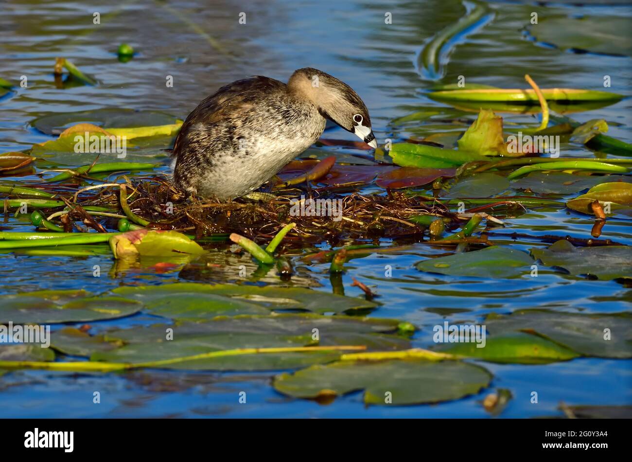 A female Pied-billed Grebe 'Podilymbus podiceps'; building  a floating nest made of lily pads at the marshy area in a rural Alberta Lake Stock Photo