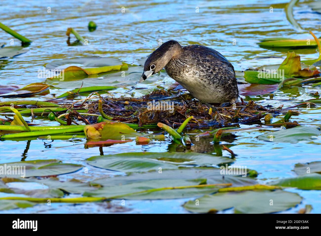 A female Pied-billed Grebe 'Podilymbus podiceps'; building  a floating nest made of lily pads at the marshy area in a rural Alberta Lake Stock Photo