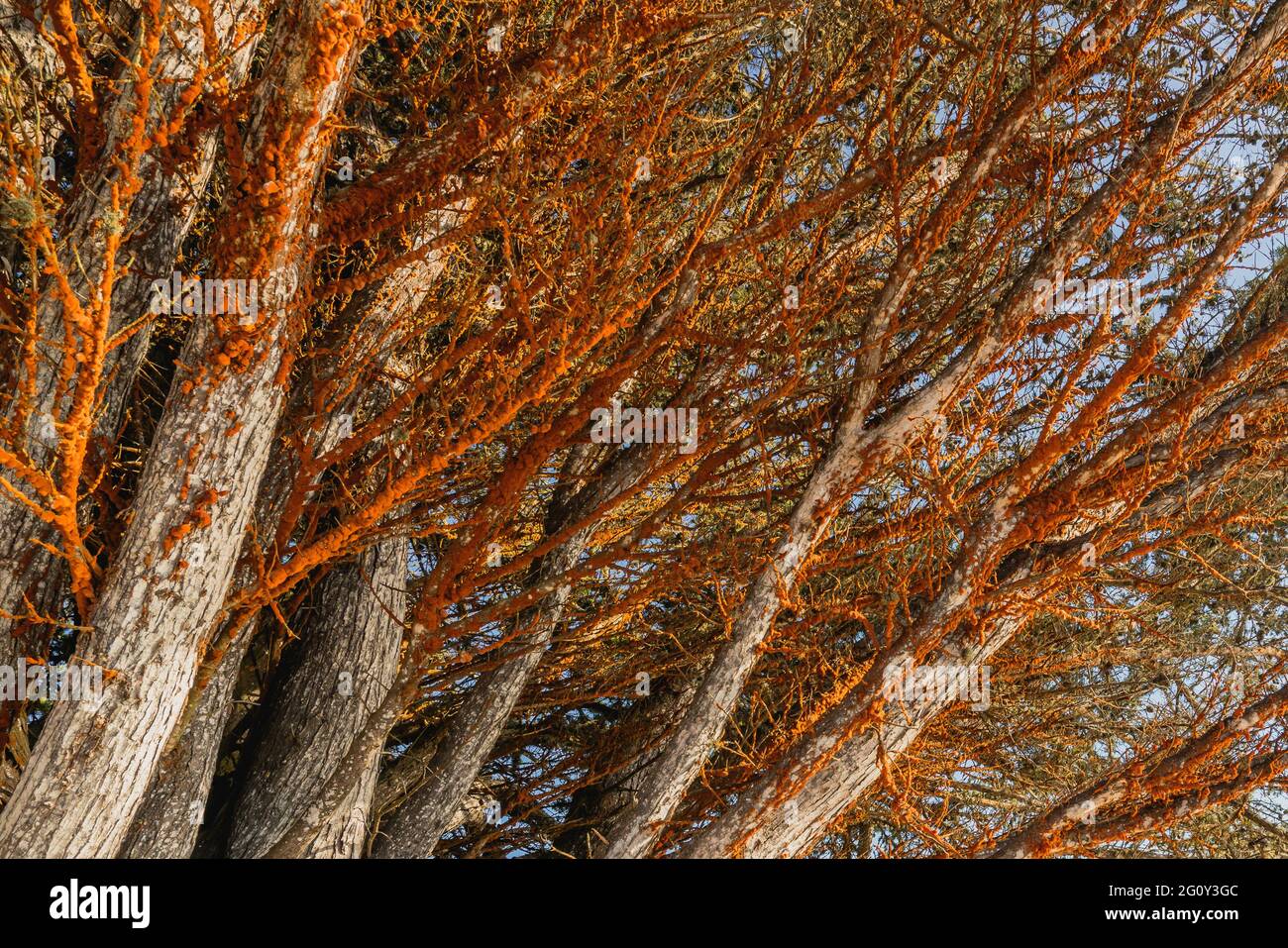 Tree branches covered with orange spots caused Coral Spot fungus disease (Nectria cinnabarina) Stock Photo