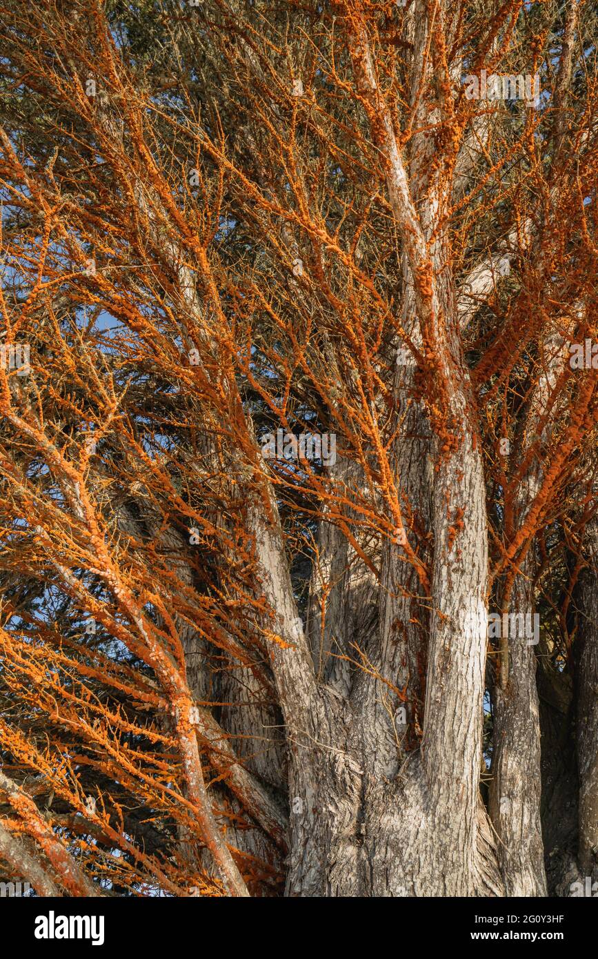 Tree disease. Orange spots caused Coral Spot disease (Nectria cinnabarina) on a tree trunk close up Stock Photo