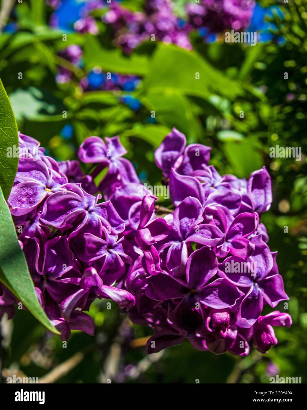 Purple lilac blossoming in the spring sun, surrounded by green leaves Stock Photo