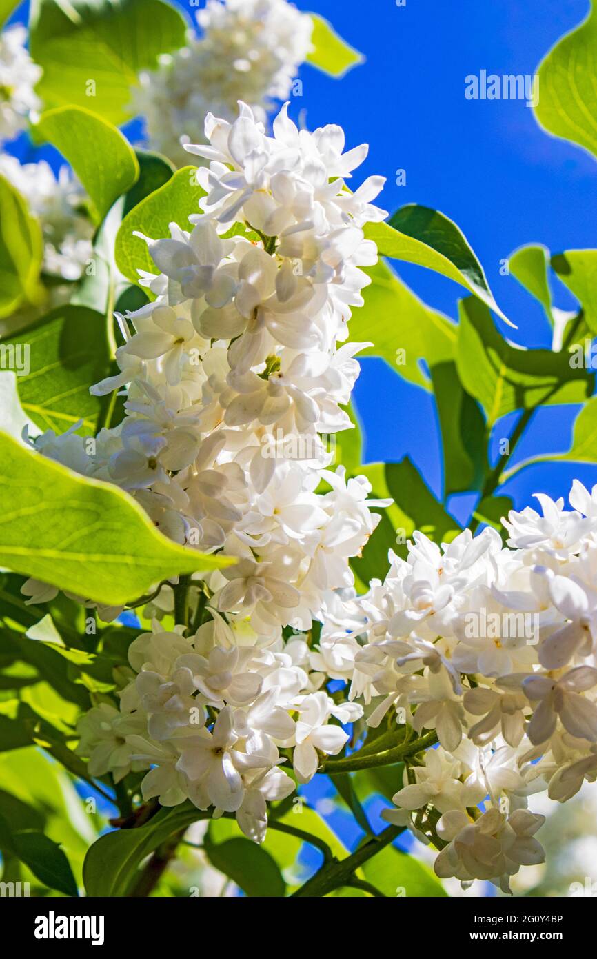 White lilac blossoms with green leaves and blue sky background Stock Photo