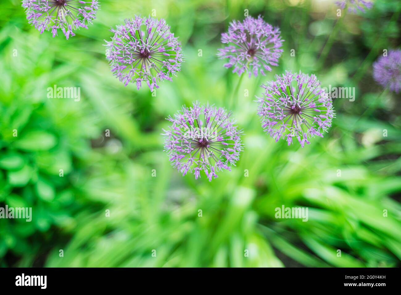 Natural green backgrounds with lilac globular flowers. Allium. Decorative bow. Stock Photo