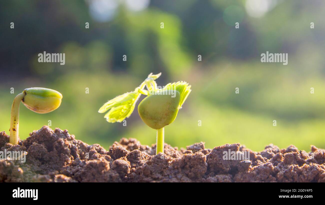 spring seed to tree, agriculture plant seeding growing step concept in ...