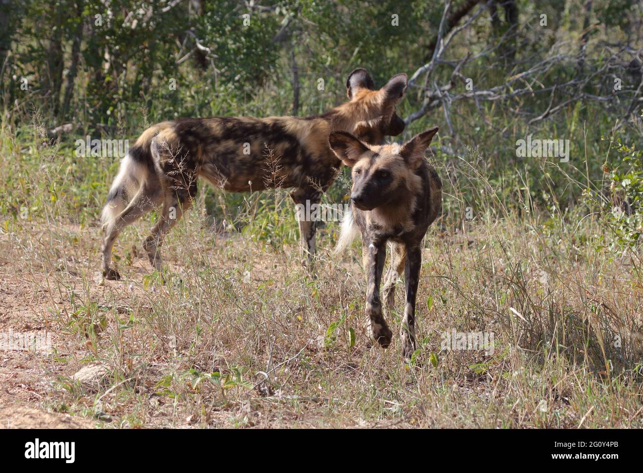 Afrikanischer Wildhund / African wild dog / Lycaon pictus Stock Photo