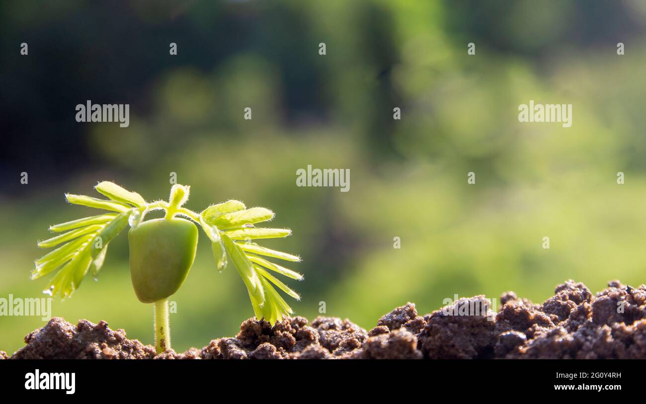 spring seed to tree, agriculture plant seeding growing step concept in ...