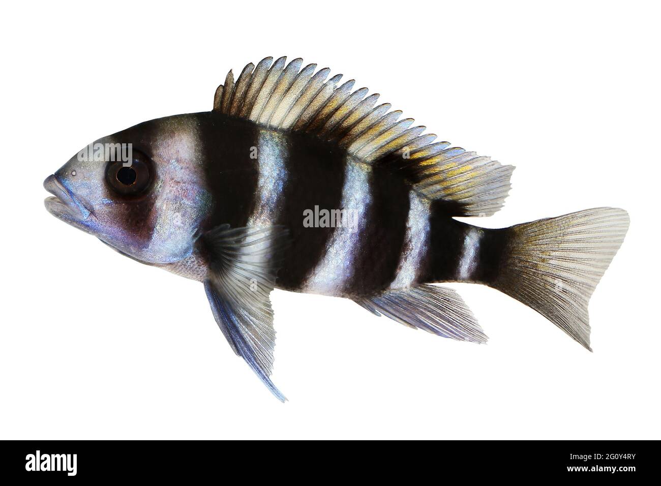 Humphead Cichlid Cyphotilapia frontosa aquarium fish Stock Photo