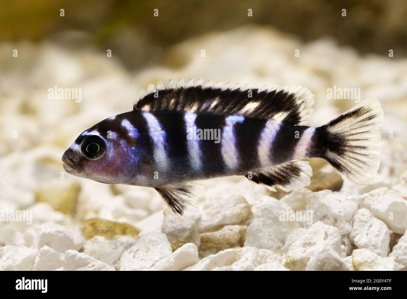 Kenyi or Kennyi cichlid Maylandia lombardoi aquarium fish Stock Photo