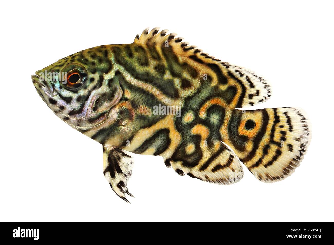 Tiger Oscar Cichlid Astronotus ocellatus aquarium fish Stock Photo