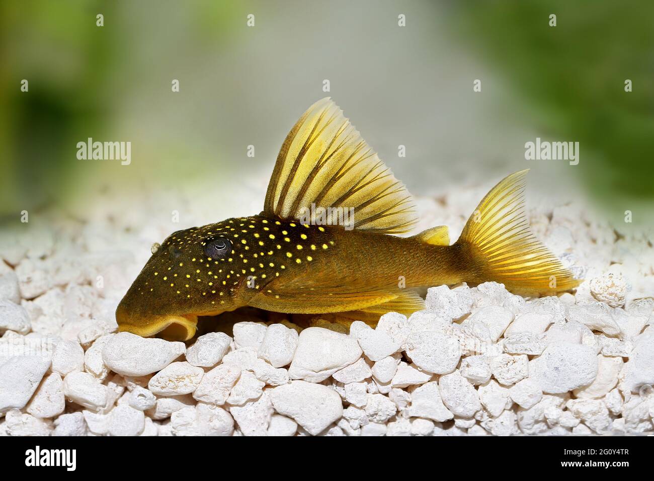 Green phantom pleco L200 Hemiancistrus subviridis aquarium fish Stock Photo