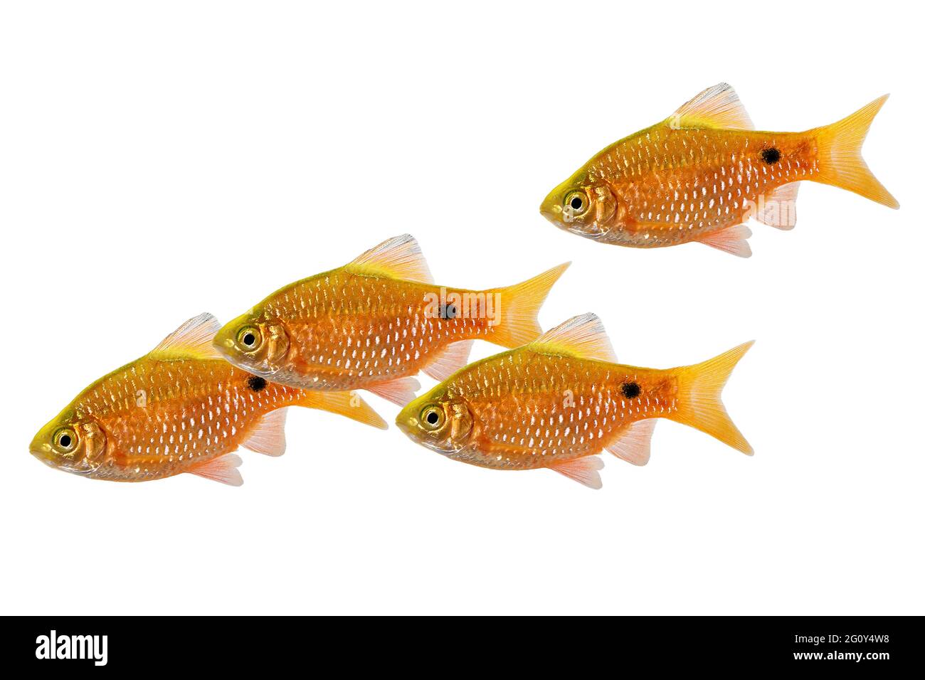 Rosy Barb Male Pethia conchonius freshwater tropical aquarium fish Stock Photo