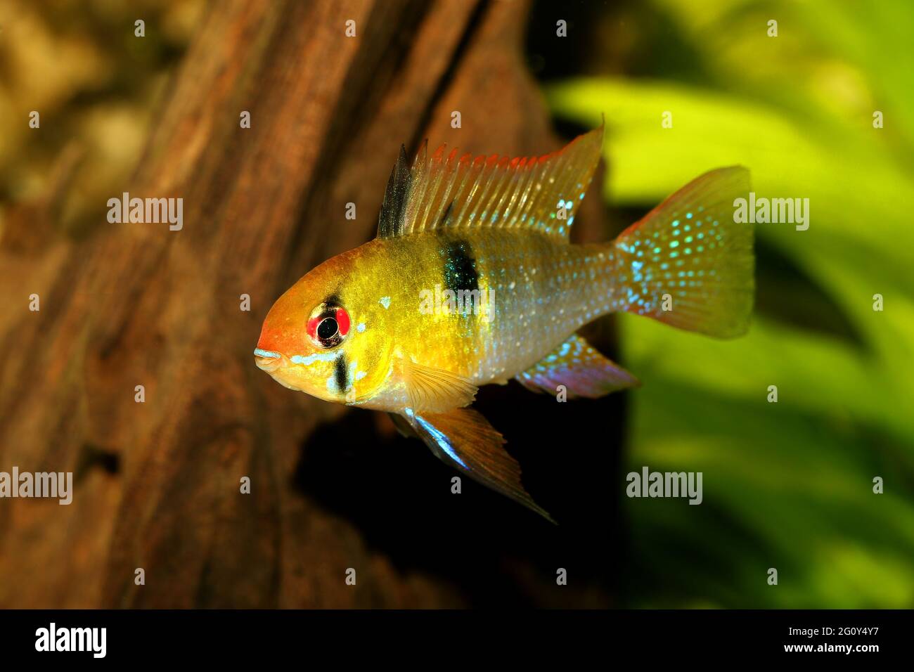 German Ram cichlid Mikrogeophagus ramirezi aquarium fish butterfly cichlid Stock Photo
