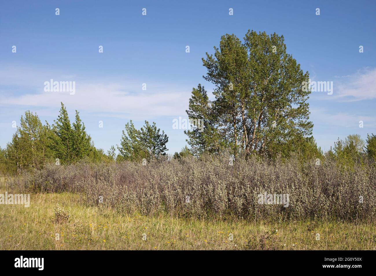 Prairie plant community of grasses, silverberry shrubs (Elaeagnus commutata) and Balsam Poplar trees in abandoned gravel pit reclaimed by nature Stock Photo