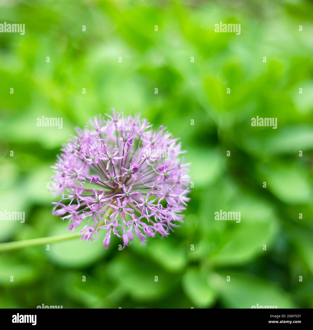 Allium. Decorative bow. Natural floral background. Stock Photo