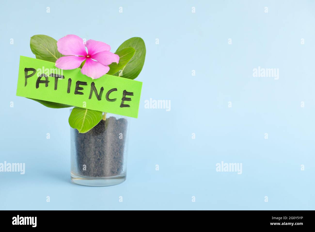 Grow and nurture patience concept. Plant on pot with flower on blue background with copy space. Stock Photo