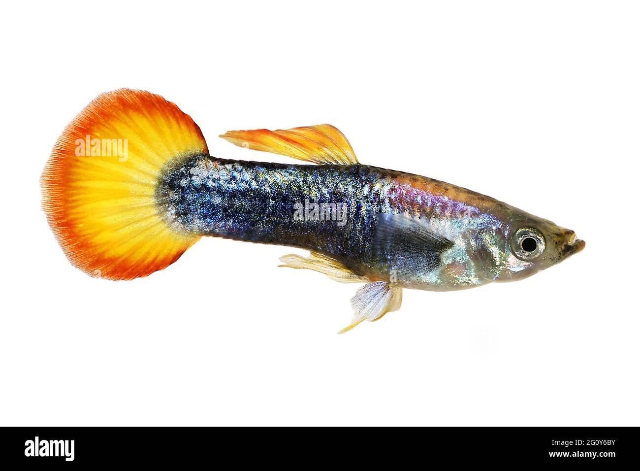 Guppy Poecilia reticulata colorful rainbow tropical aquarium fish Stock Photo