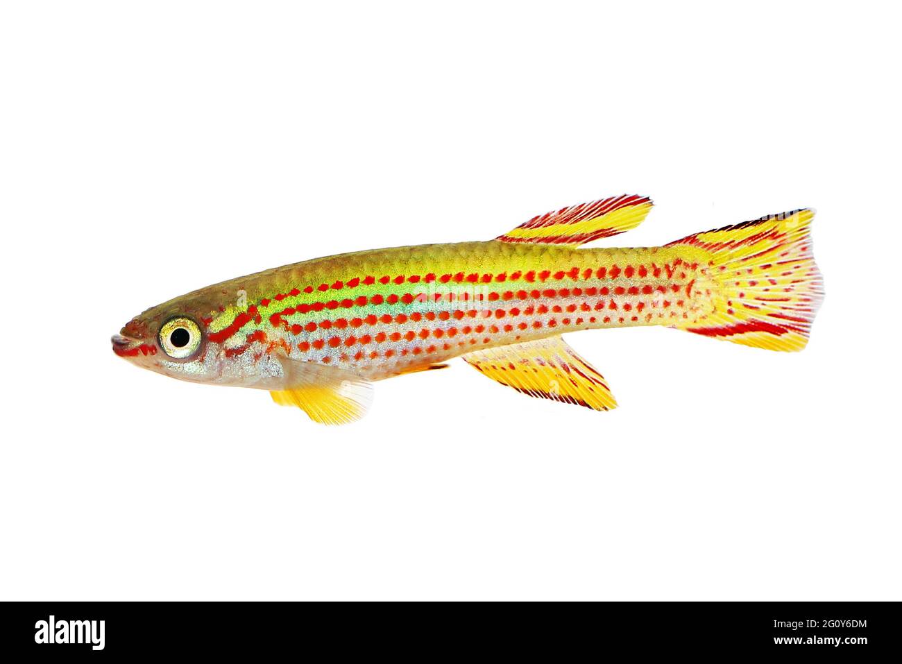 Red-Striped Killifish Male Aphyosemion striatum tropical aquarium fish Stock Photo