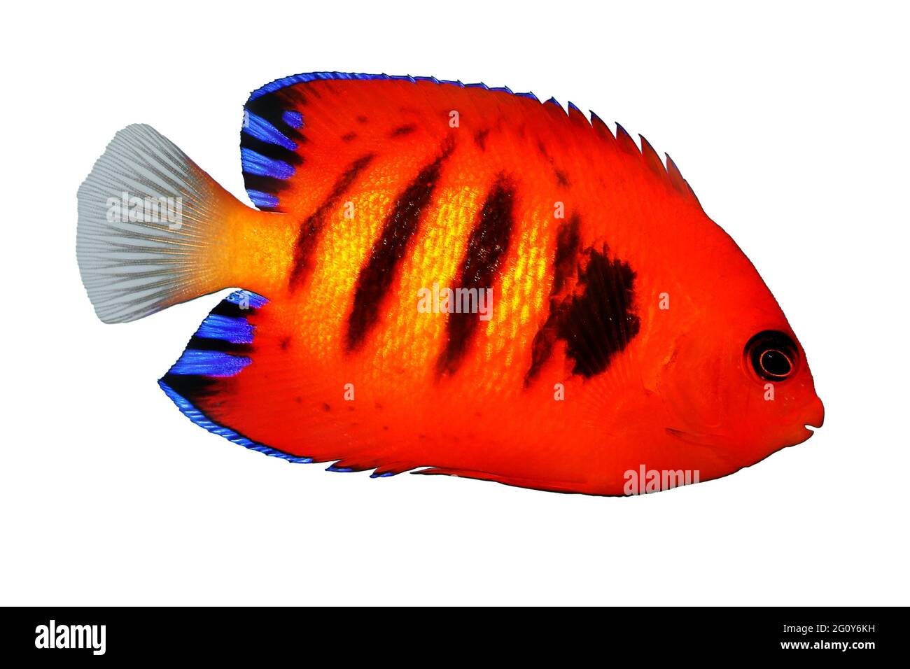 Flame Angelfish aquarium marine fish Centropyge loriculus Stock Photo