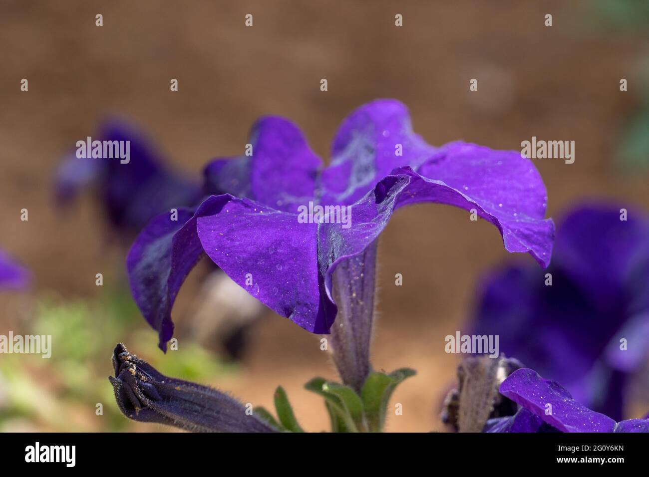 Bright purple flower side view, Wild petunia (ruellia) close up on a plant in the sunshine. Stock Photo