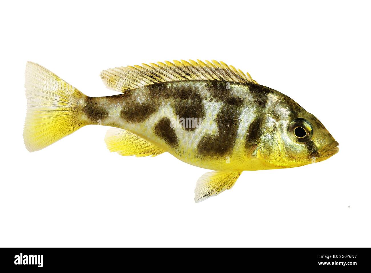 Venustus Cichlid Nimbochromis venustus aquarium fish Stock Photo