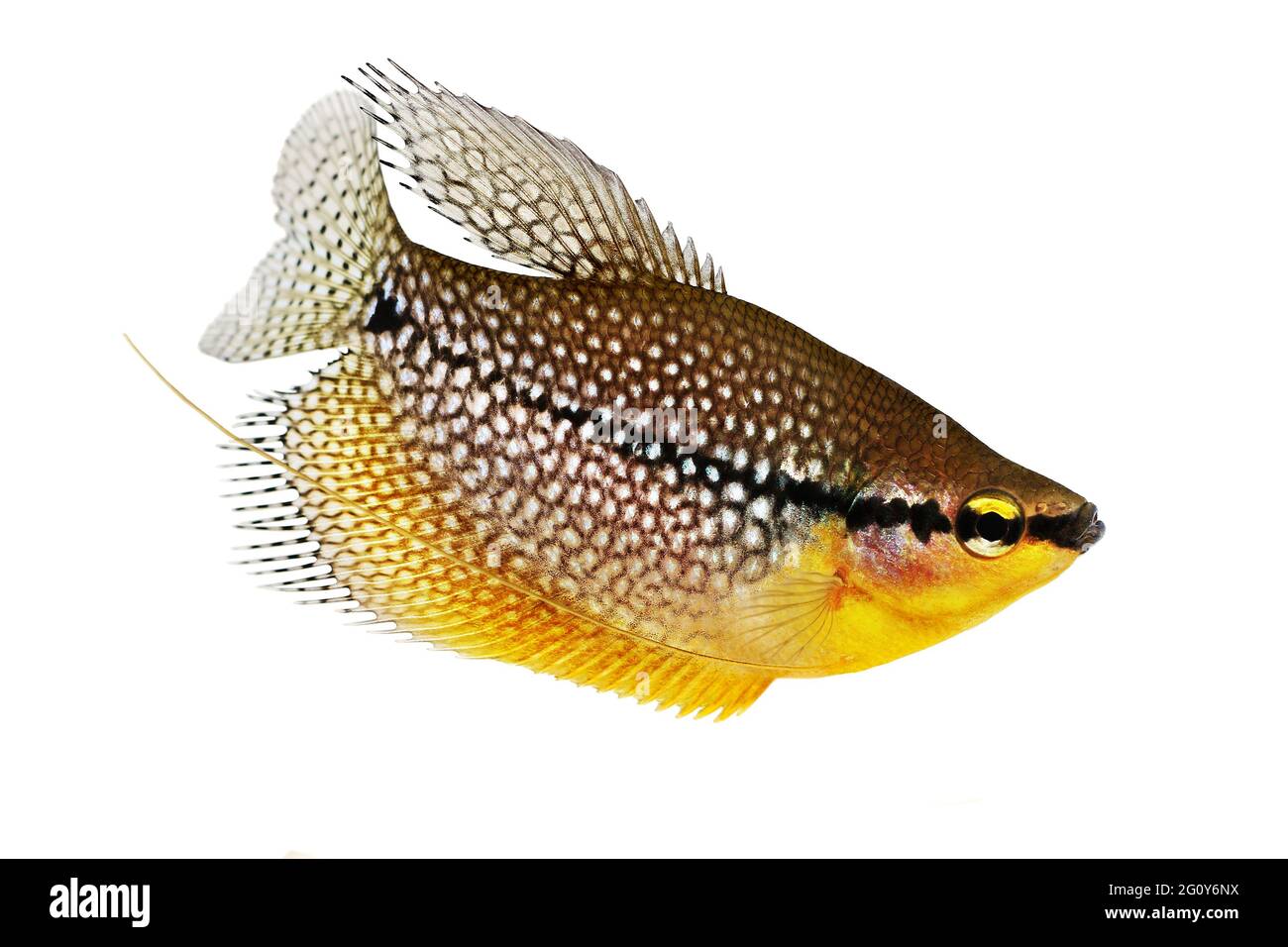 Pearl gourami Trichopodus leerii freshwater aquarium fish Stock Photo
