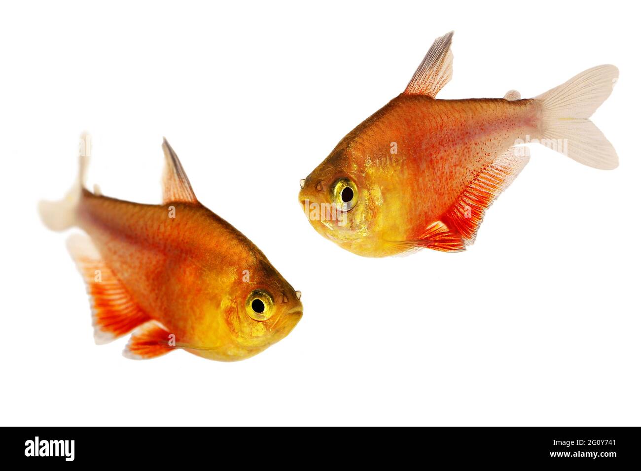 Swarm of Orange Red Flame Tetra Hyphessobrycon flammeus Rio tetra tropical aquarium fish Stock Photo