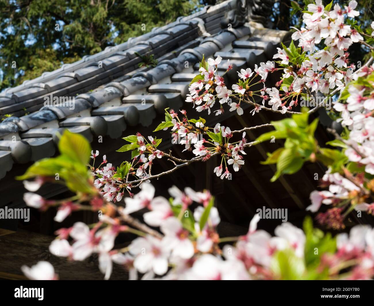 Cherry blossoms at a Buddhist temple in Japan Stock Photo