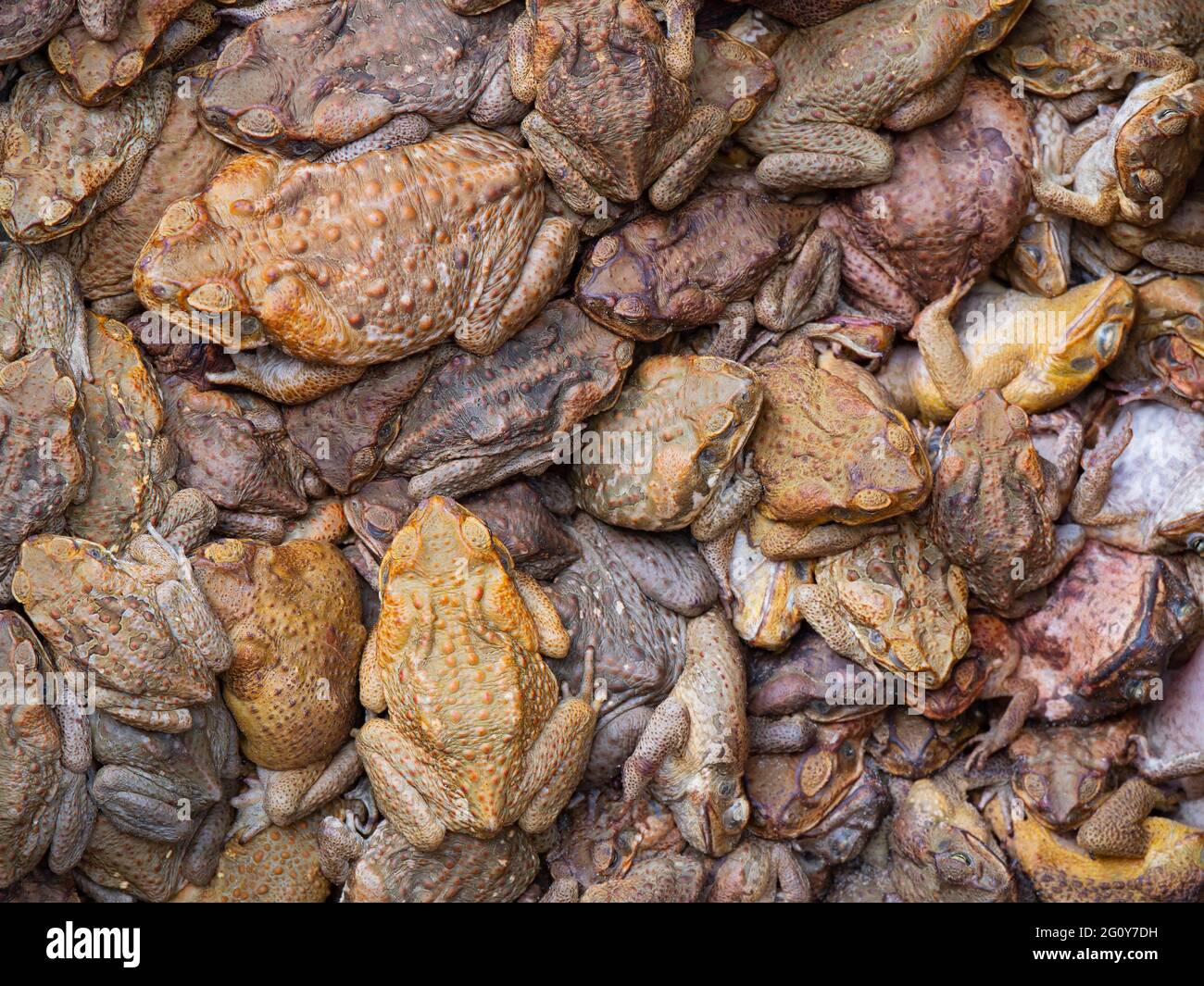 Large number of Cane toads, Rhinella marina, trapped together background. Stock Photo
